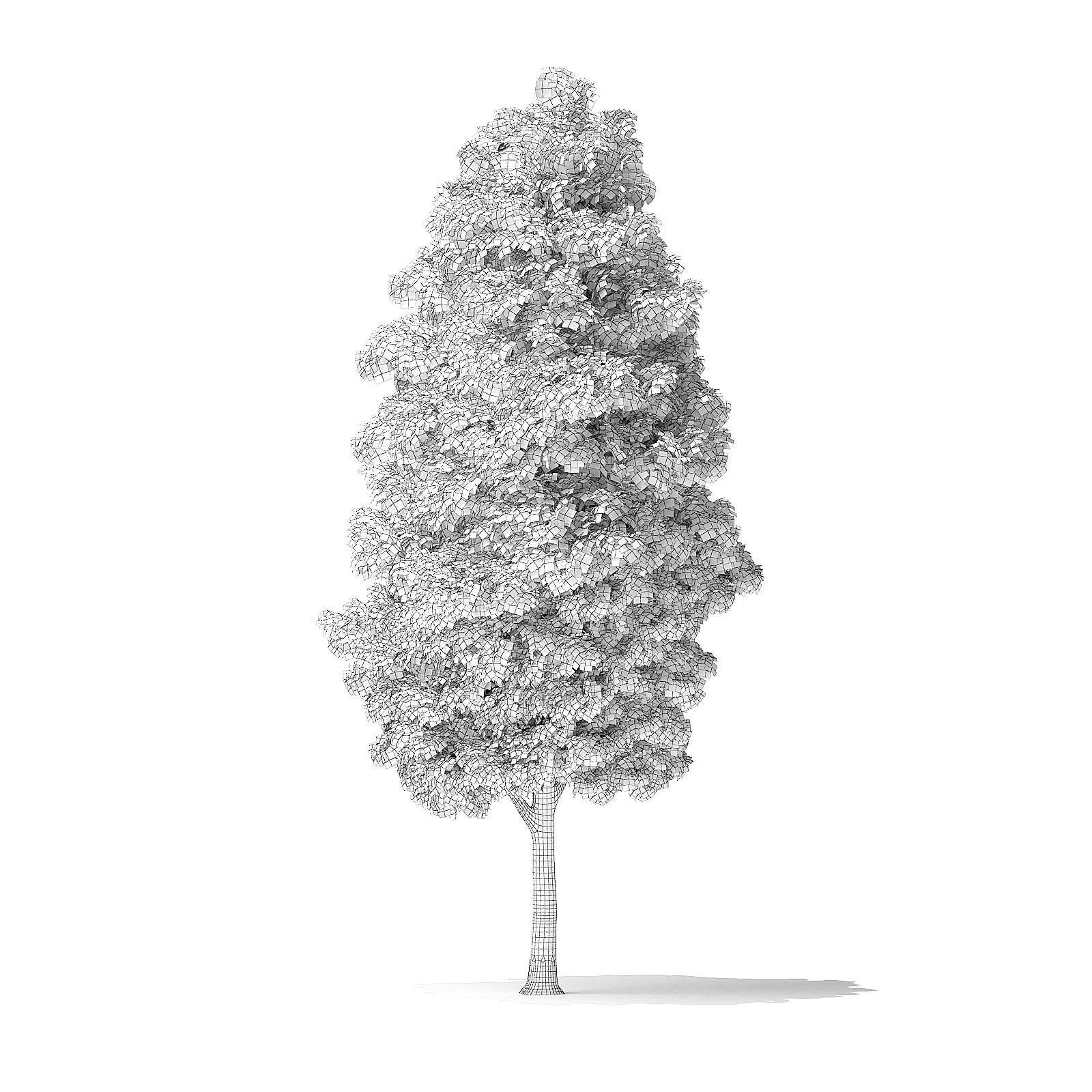 Green Ash Tree 3D Model 9m 3D model_5