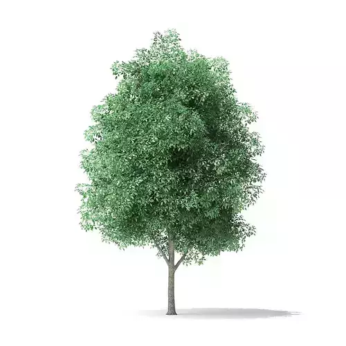 Green Ash Tree 3D Model 5m