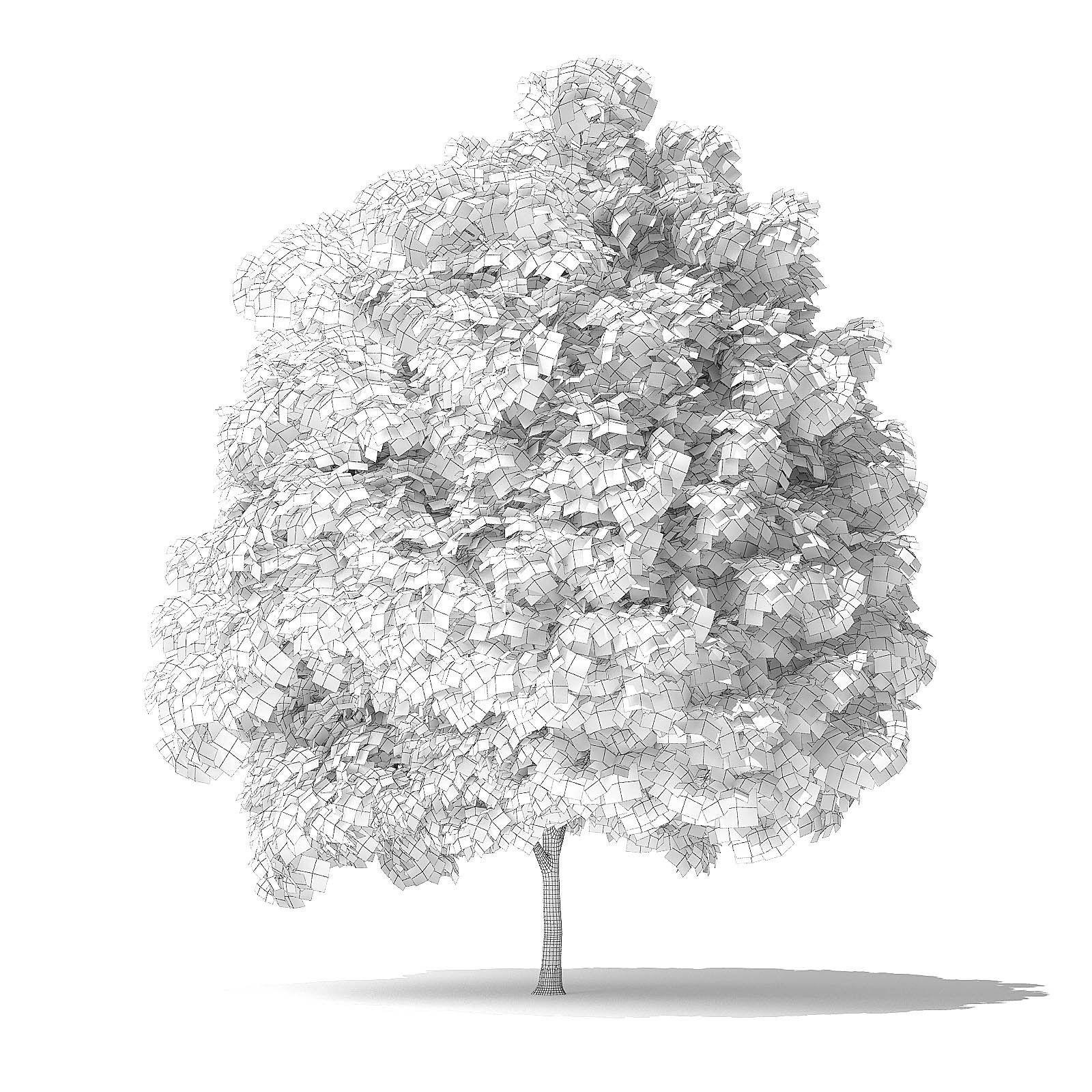 Green Ash Tree 3D Model 5m 3D model_3