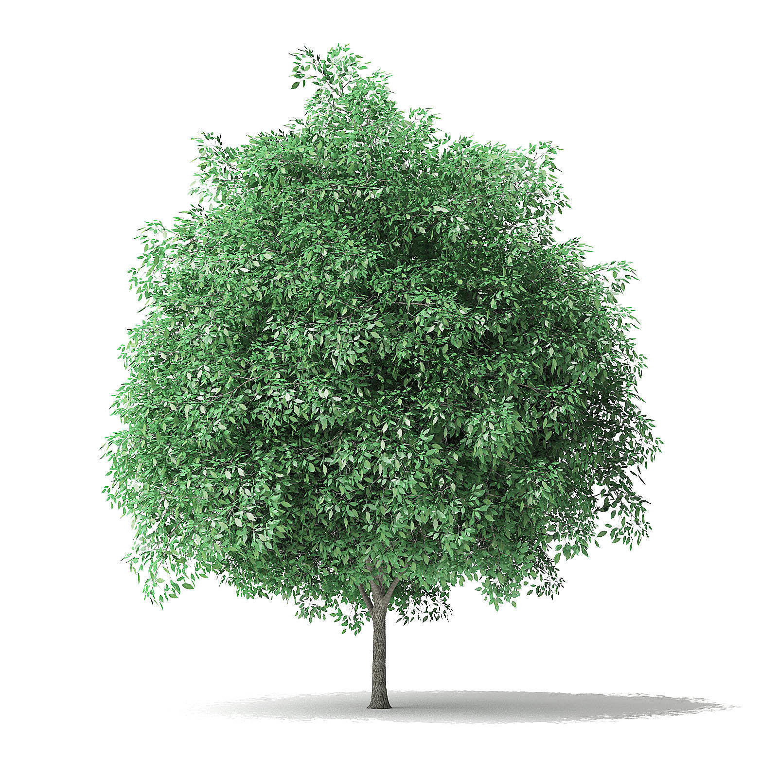 Green Ash Tree 3D Model 5m 3D model_4