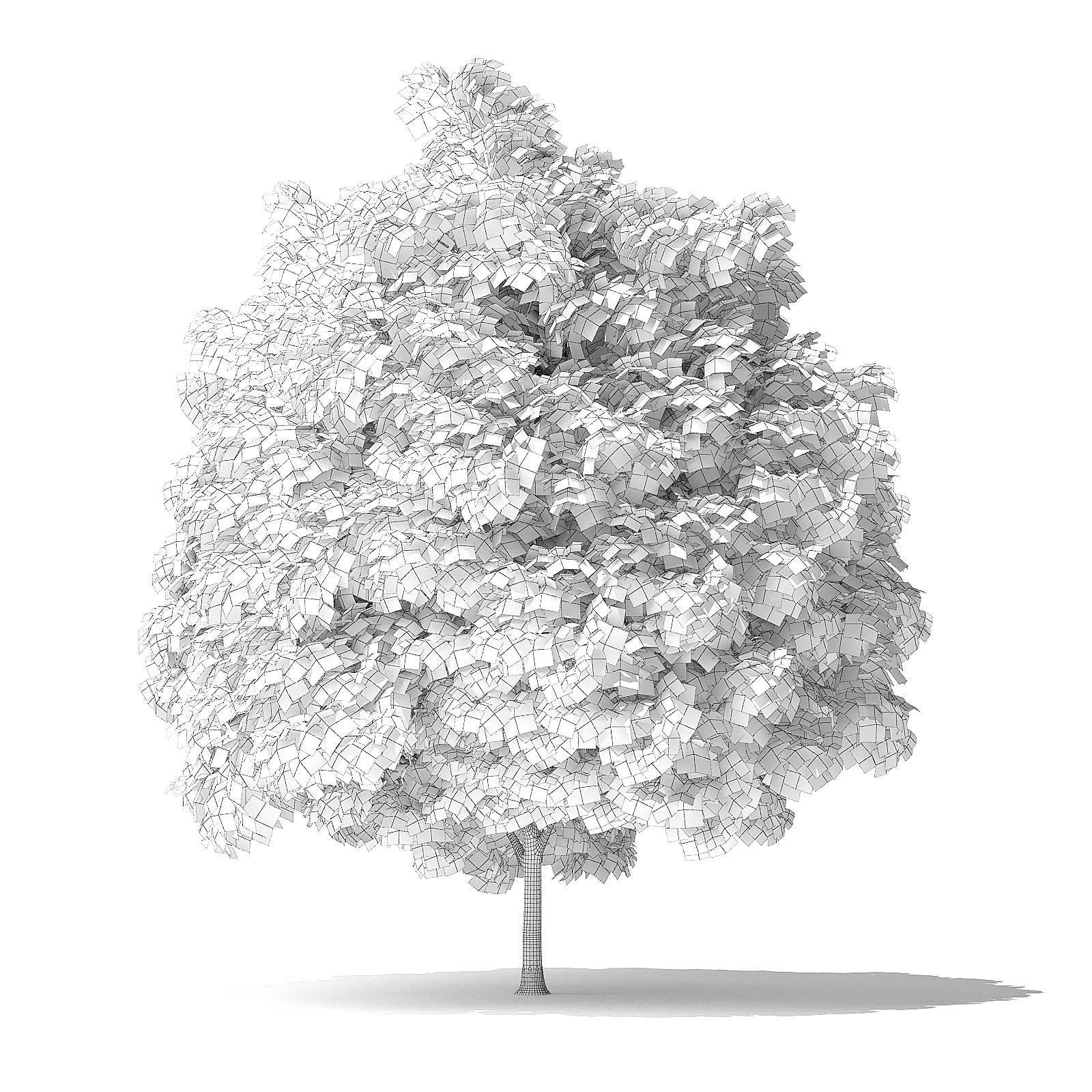 Green Ash Tree 3D Model 5m 3D model_5