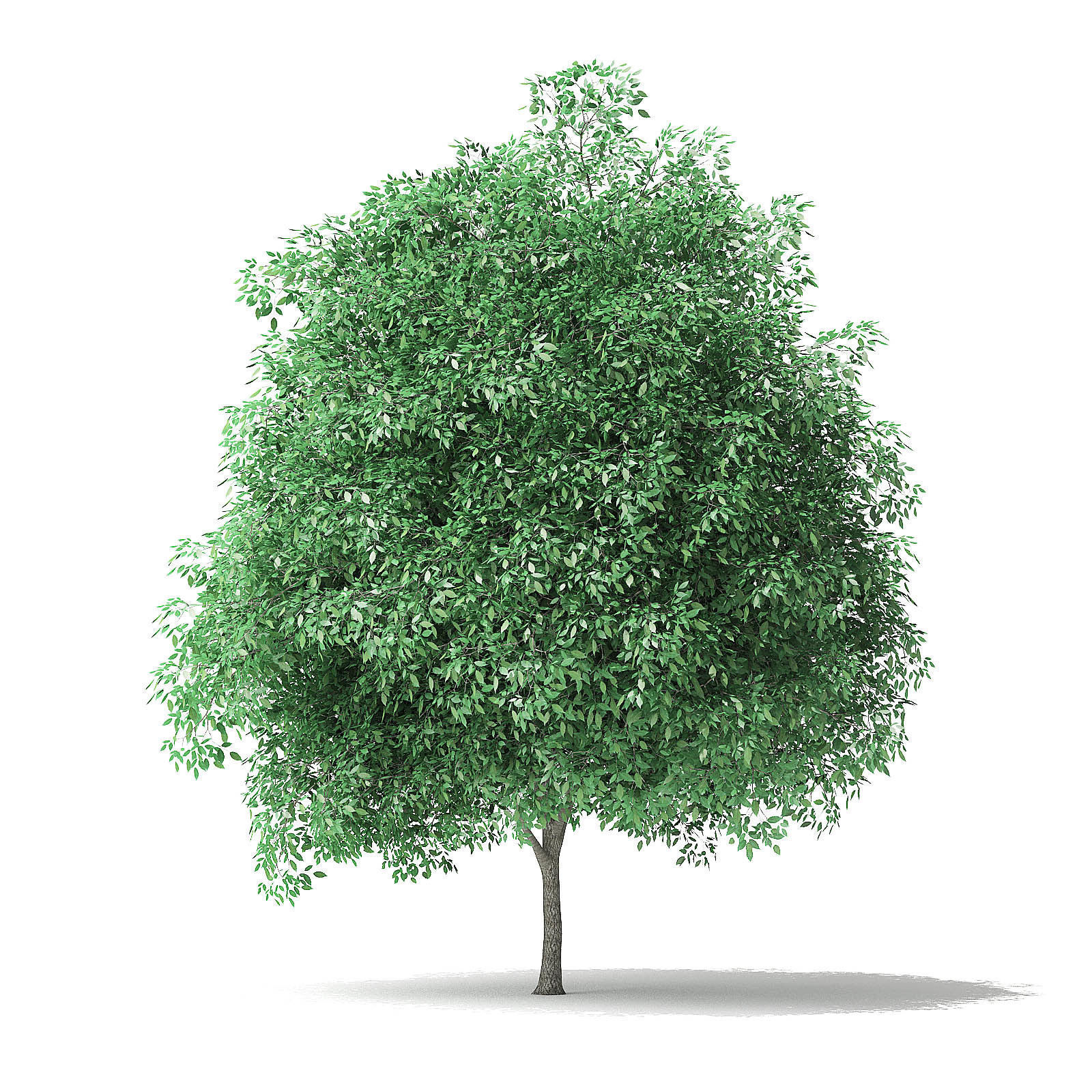 Green Ash Tree 3D Model 5m 3D model_2