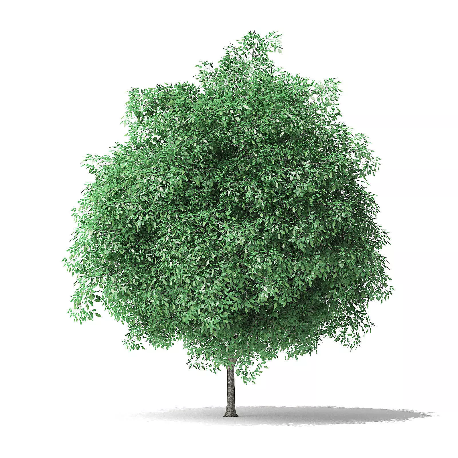 Green Ash Tree 3D Model 5m 3D model_0