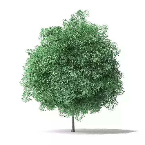 Green Ash Tree 3D Model 5m
