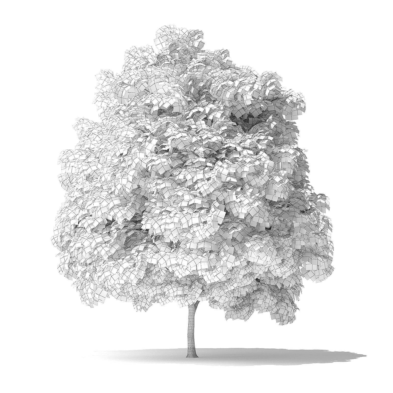 Green Ash Tree 3D Model 5m 3D model_7