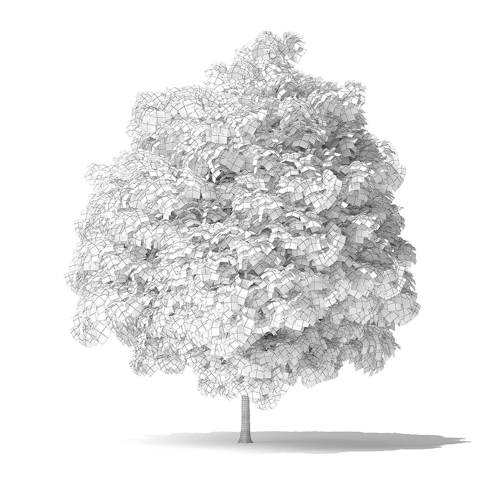 Green Ash Tree 3D Model 5m 3D model_1