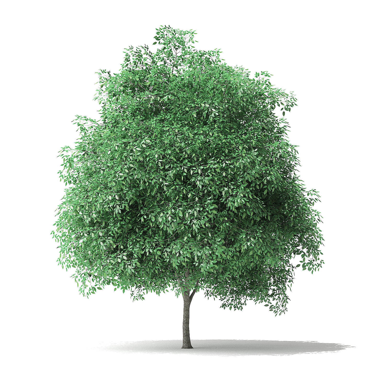 Green Ash Tree 3D Model 5m 3D model_6