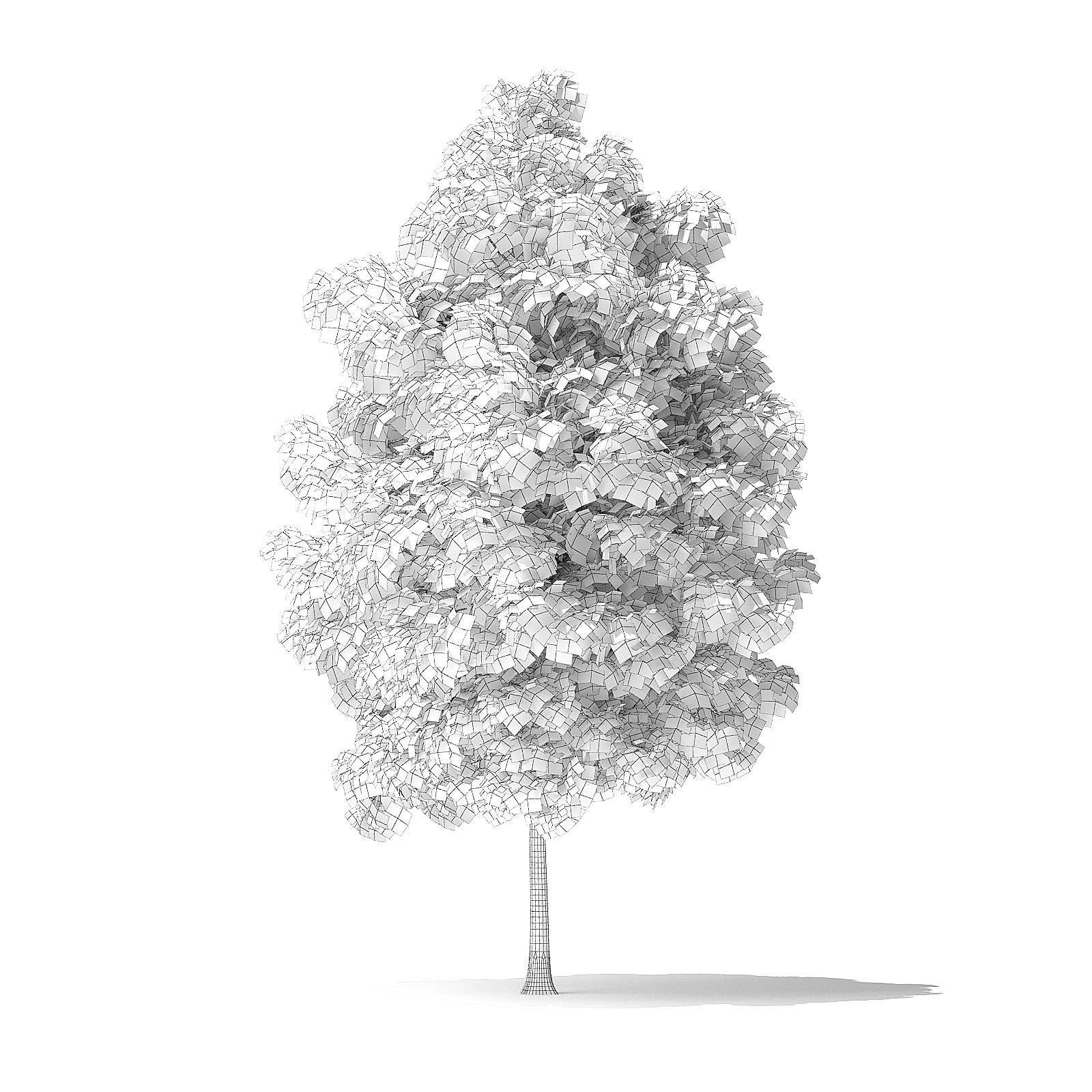 White Ash Tree 3D Model 4m 3D model_3