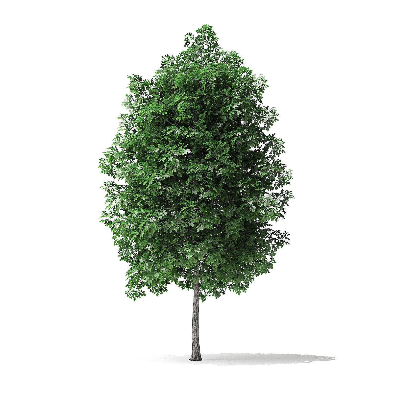 White Ash Tree 3D Model 4m 3D model_4
