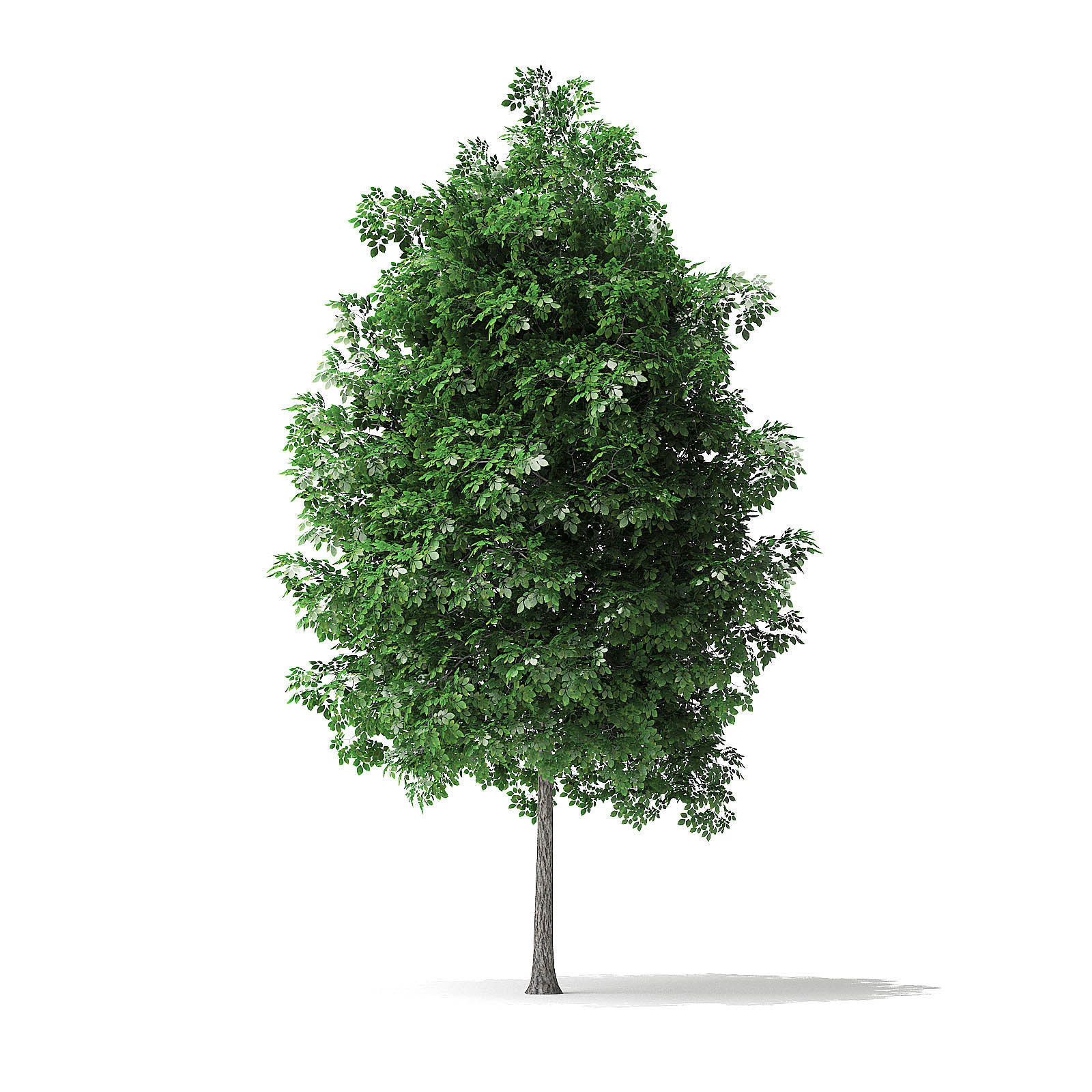 White Ash Tree 3D Model 4m 3D model_6