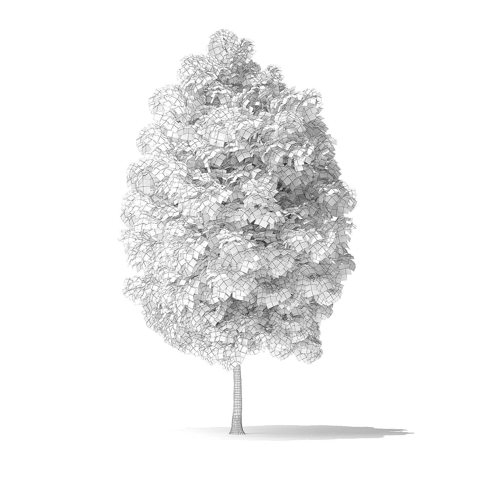 White Ash Tree 3D Model 4m 3D model_1