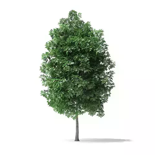 White Ash Tree 3D Model 4m