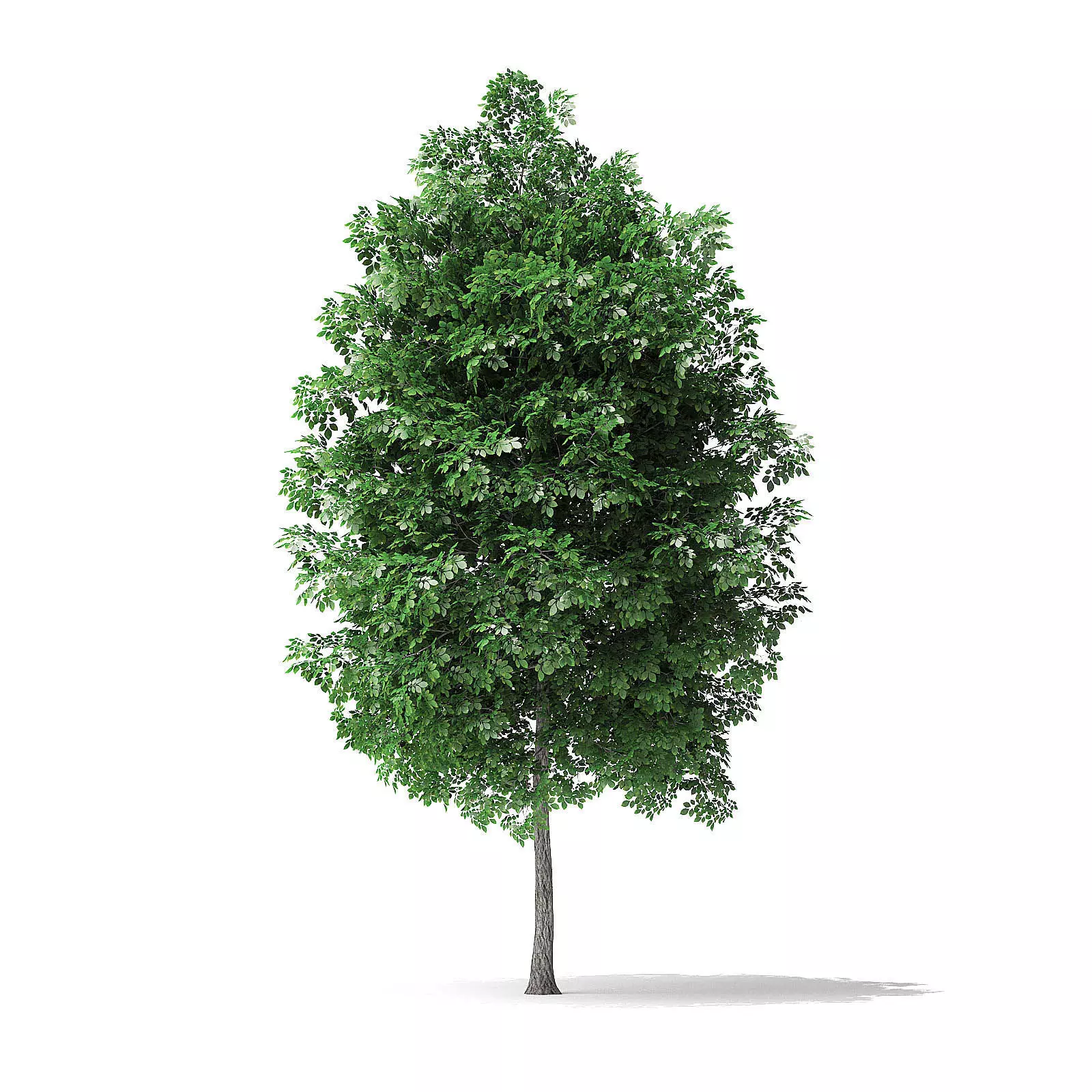 White Ash Tree 3D Model 4m 3D model_0