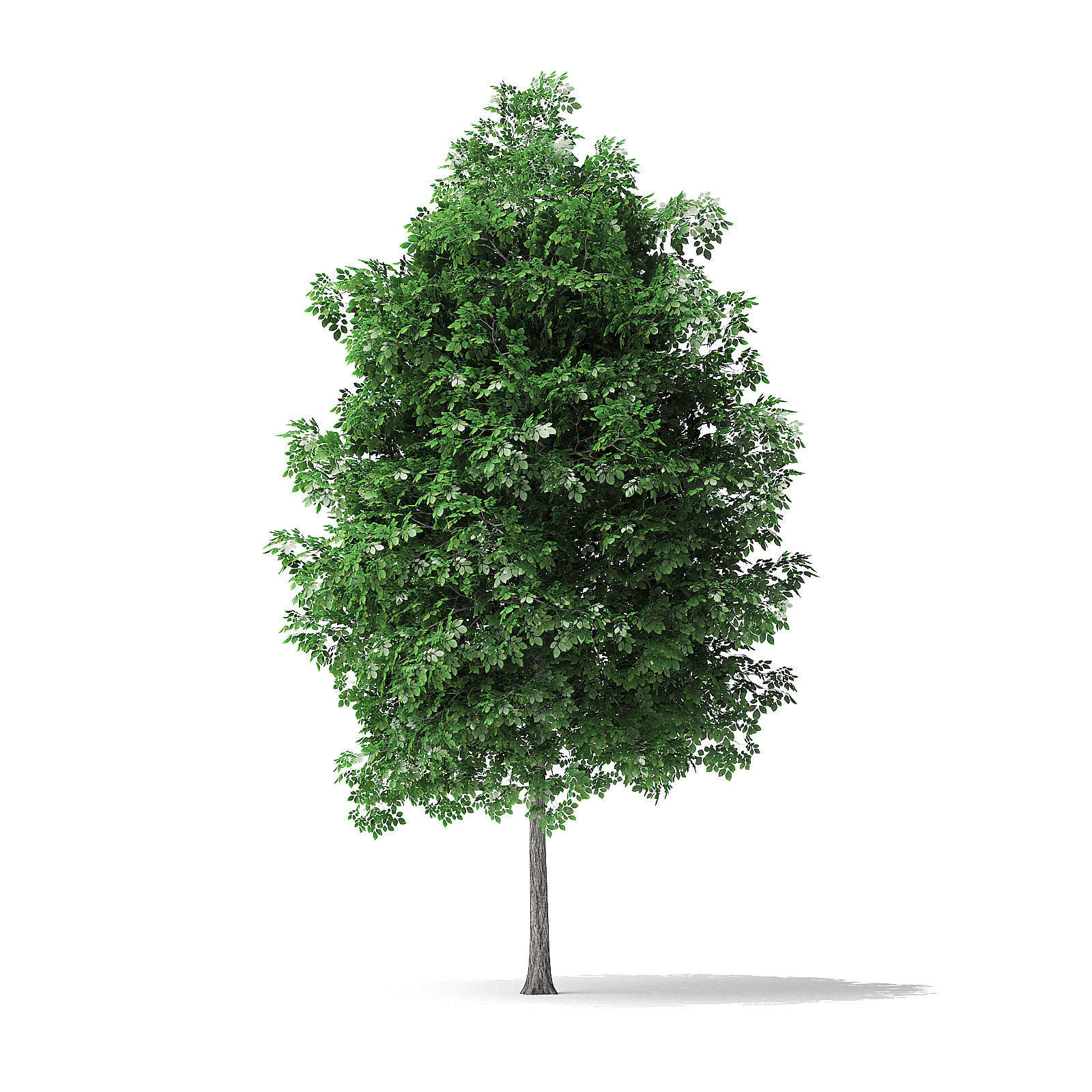 White Ash Tree 3D Model 4m 3D model_2