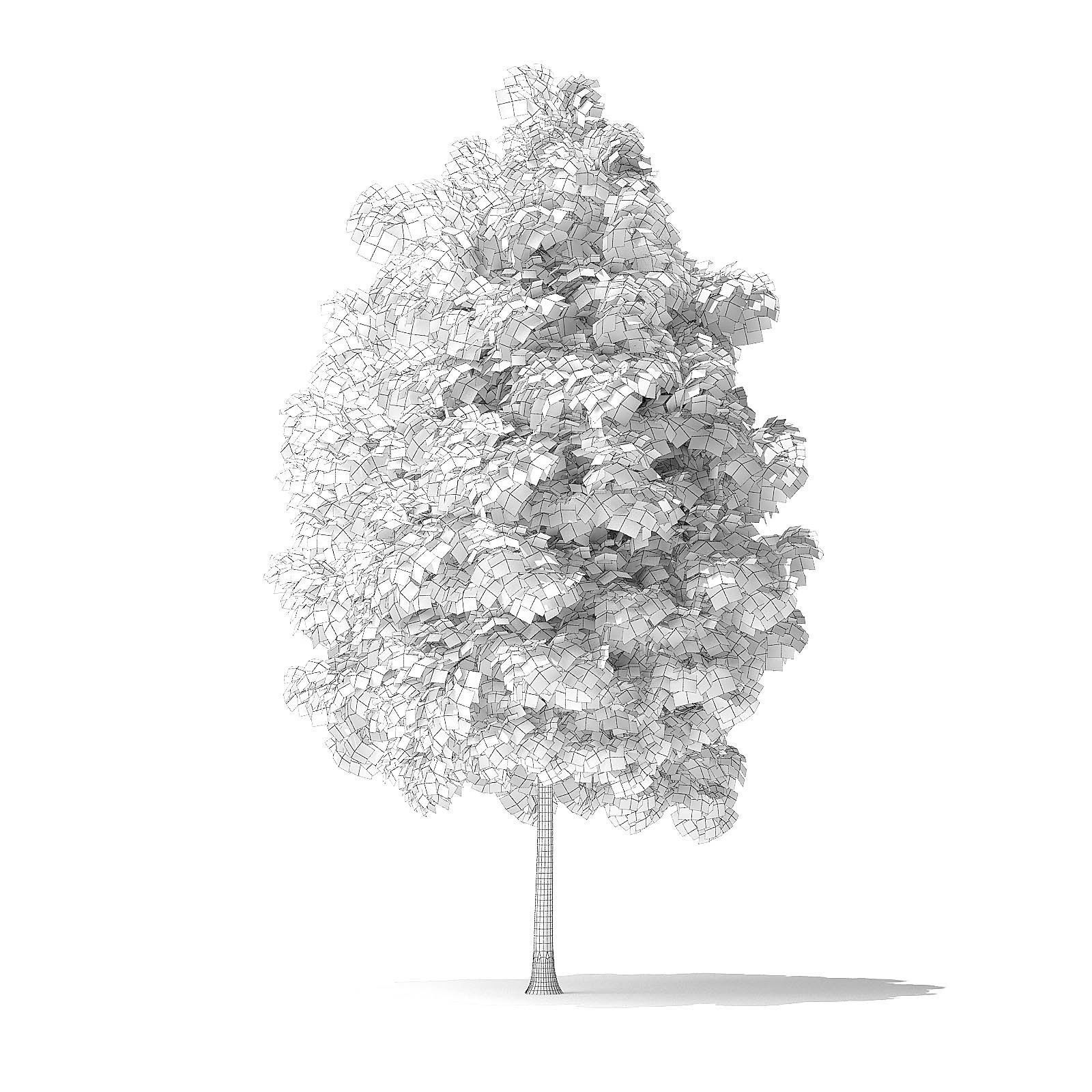 White Ash Tree 3D Model 4m 3D model_7