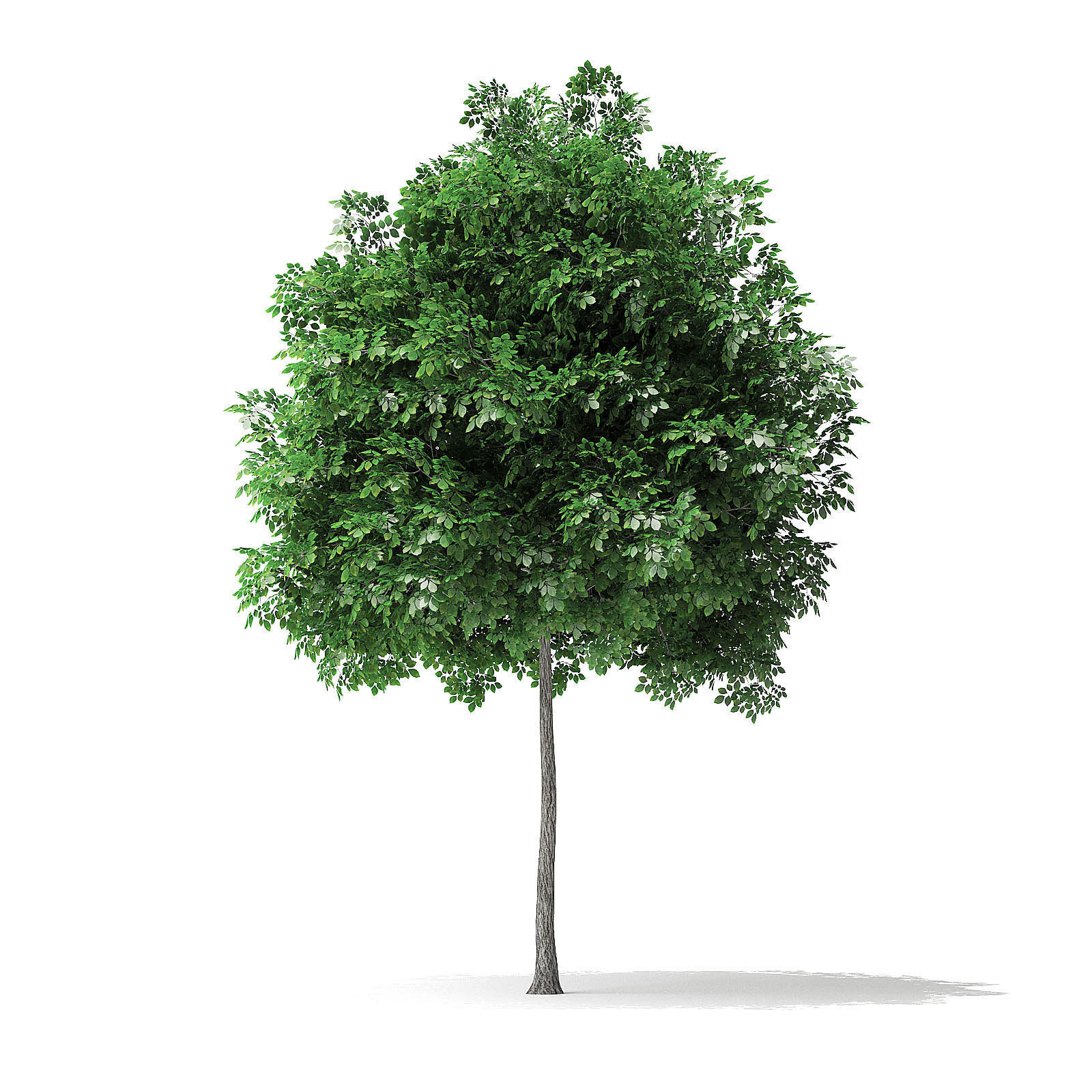 White Ash Tree 3D Model 3m 3D model_6