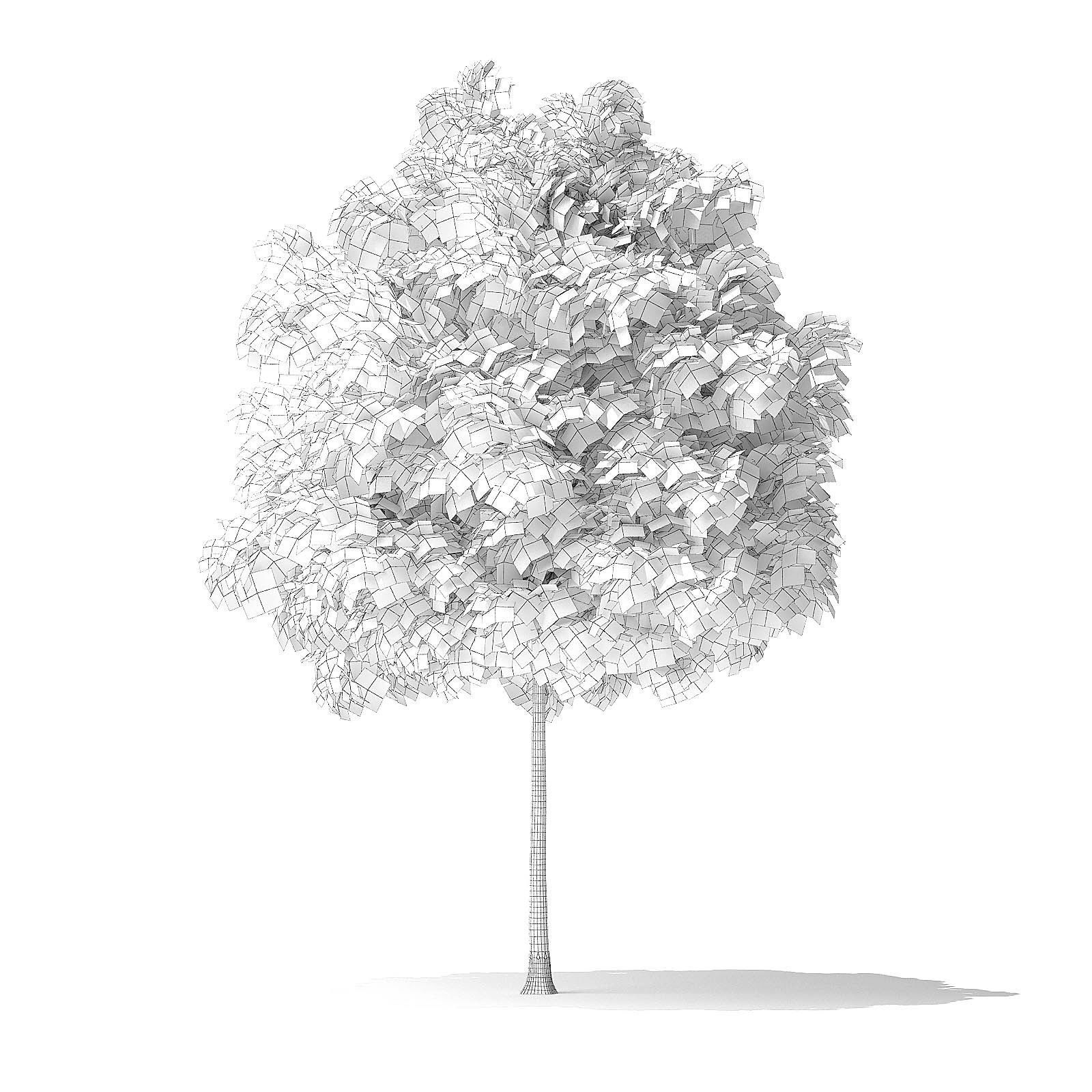 White Ash Tree 3D Model 3m 3D model_5