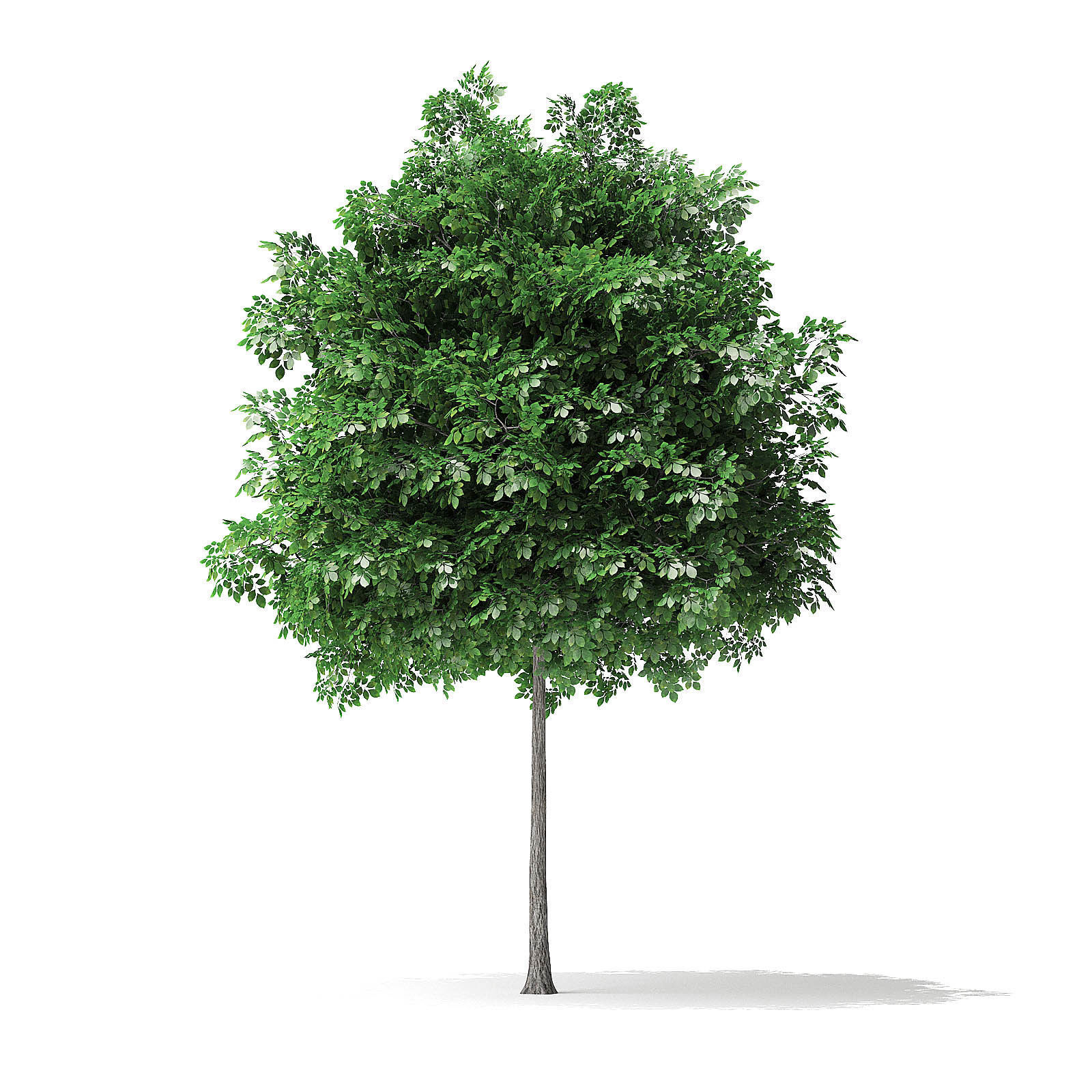 White Ash Tree 3D Model 3m 3D model_4
