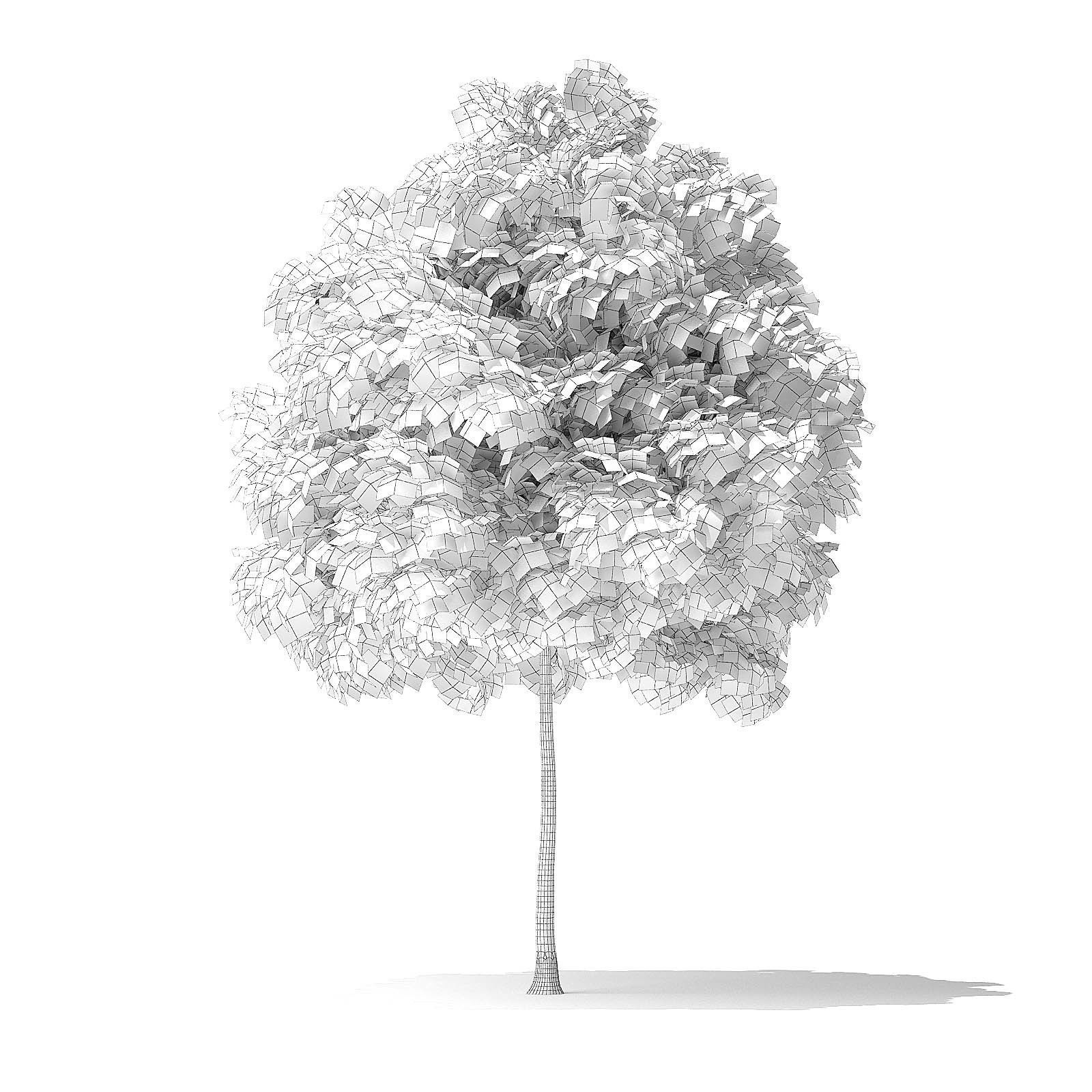 White Ash Tree 3D Model 3m 3D model_7