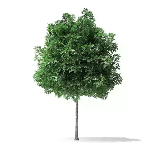 White Ash Tree 3D Model 3m