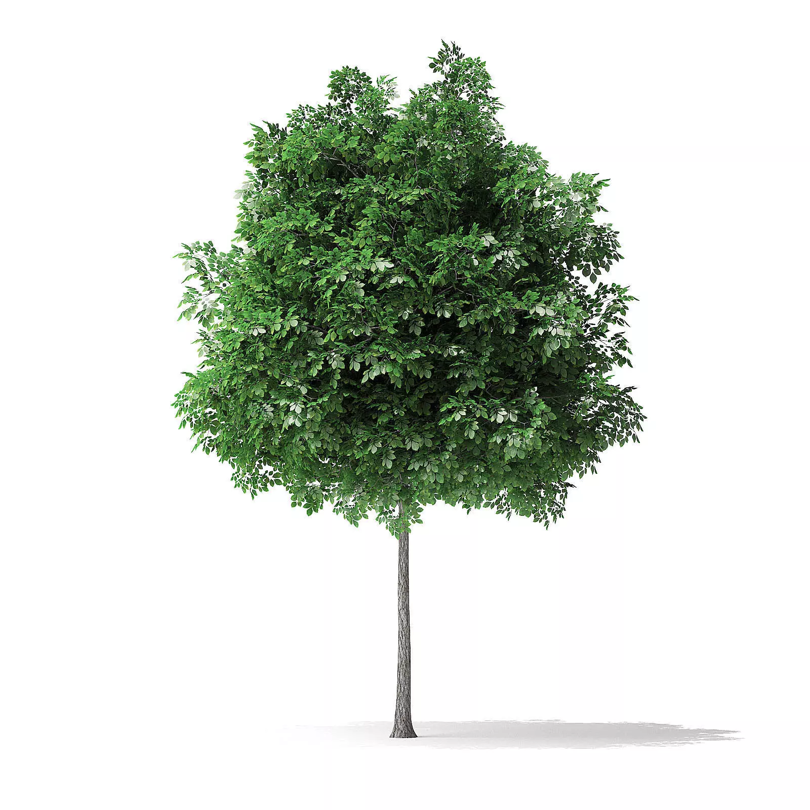 White Ash Tree 3D Model 3m 3D model_0