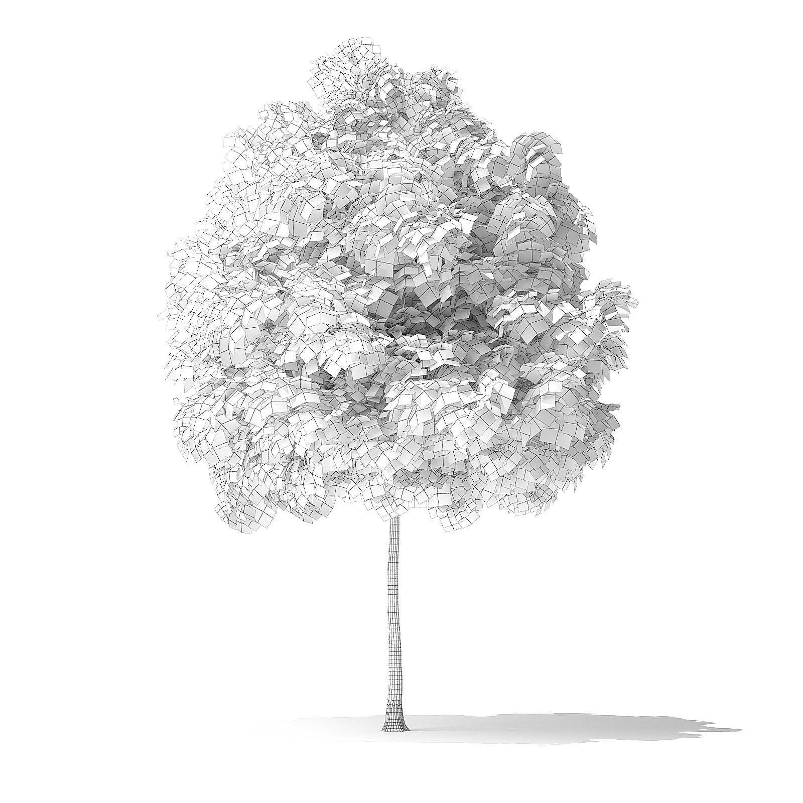 White Ash Tree 3D Model 3m 3D model_3