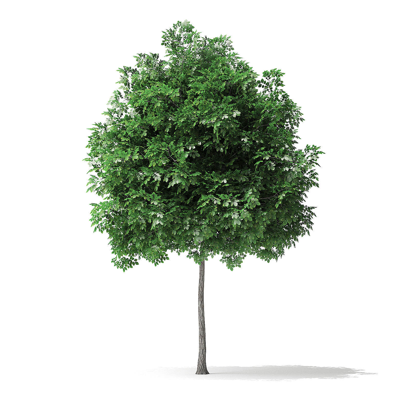 White Ash Tree 3D Model 3m 3D model_2