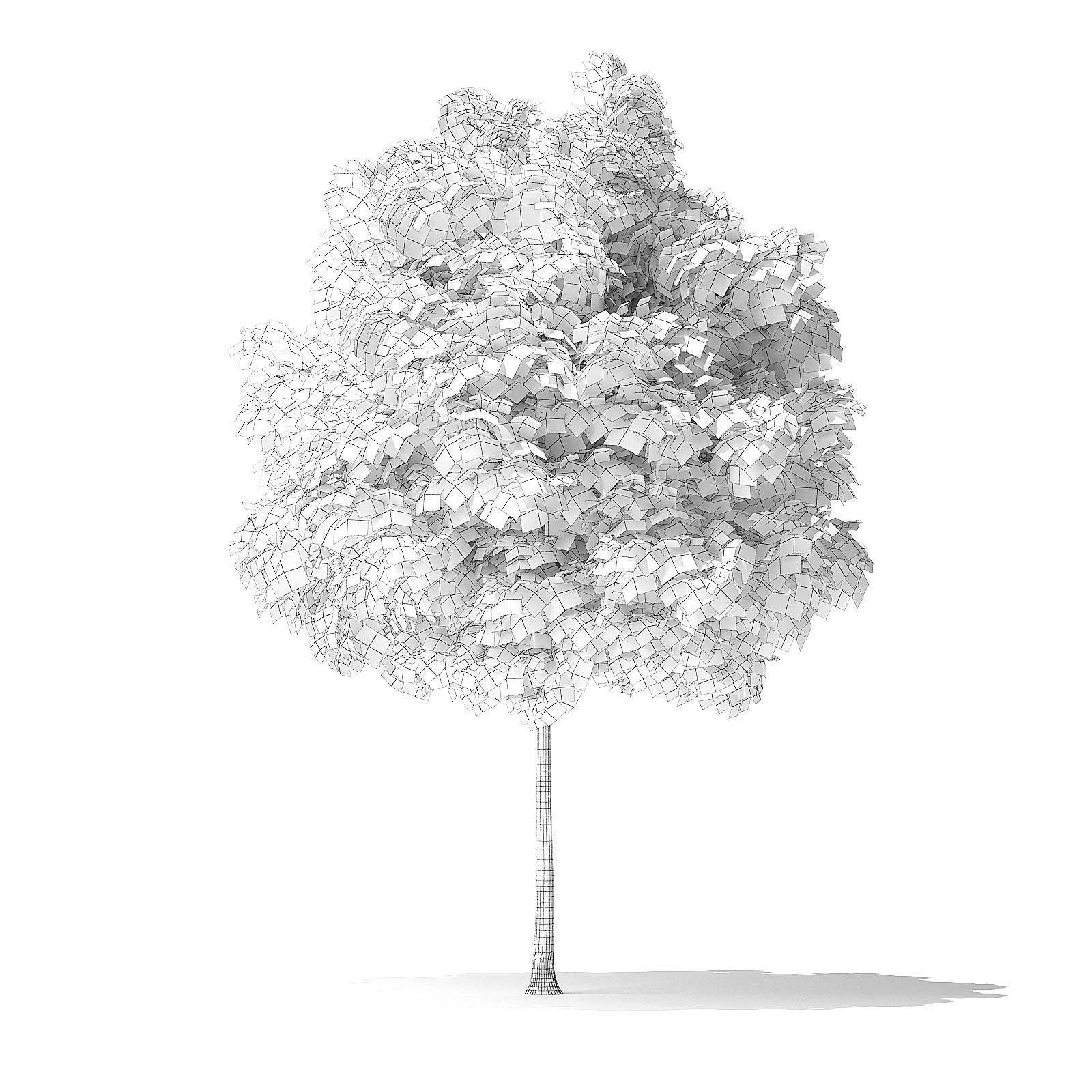 White Ash Tree 3D Model 3m 3D model_1