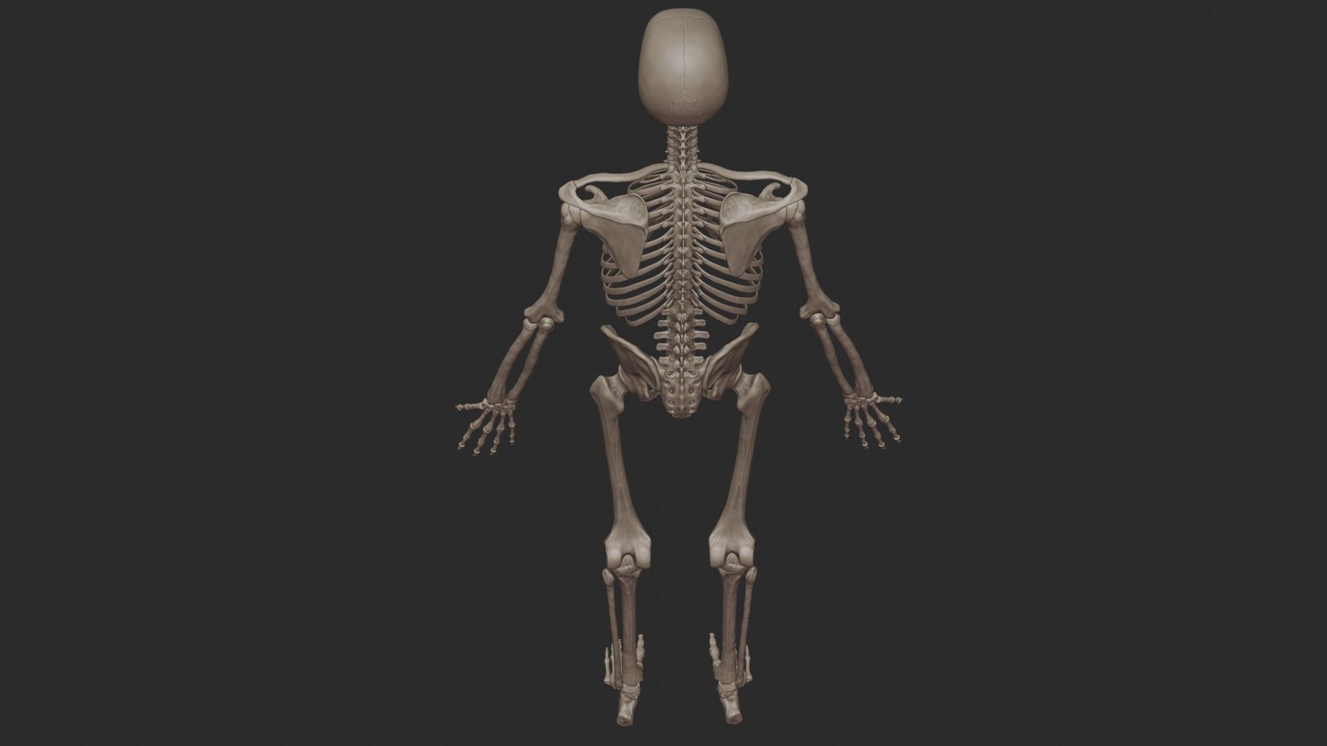 Human Skeletal System High Poly 3D model_11
