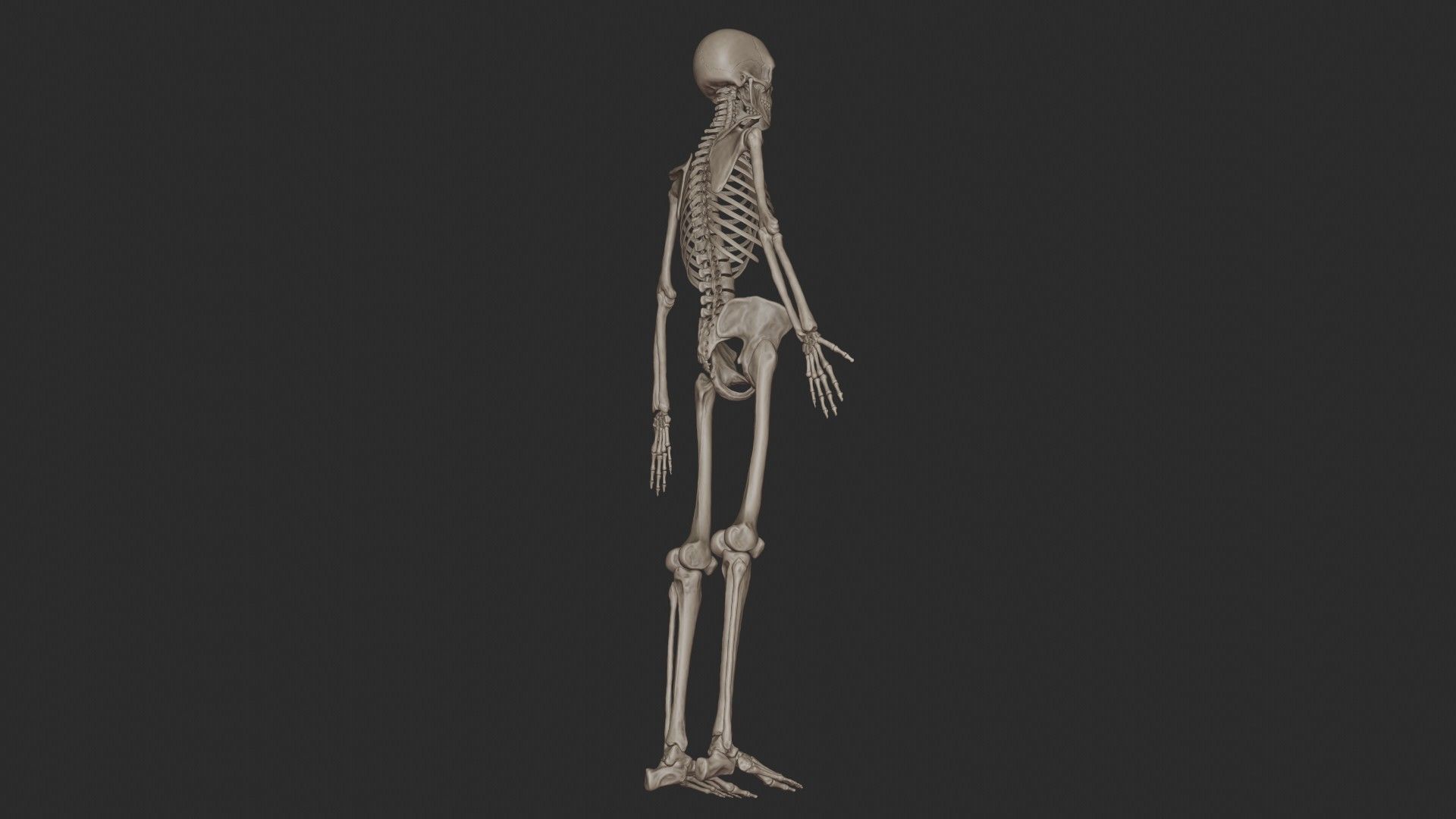 Human Skeletal System High Poly 3D model_10