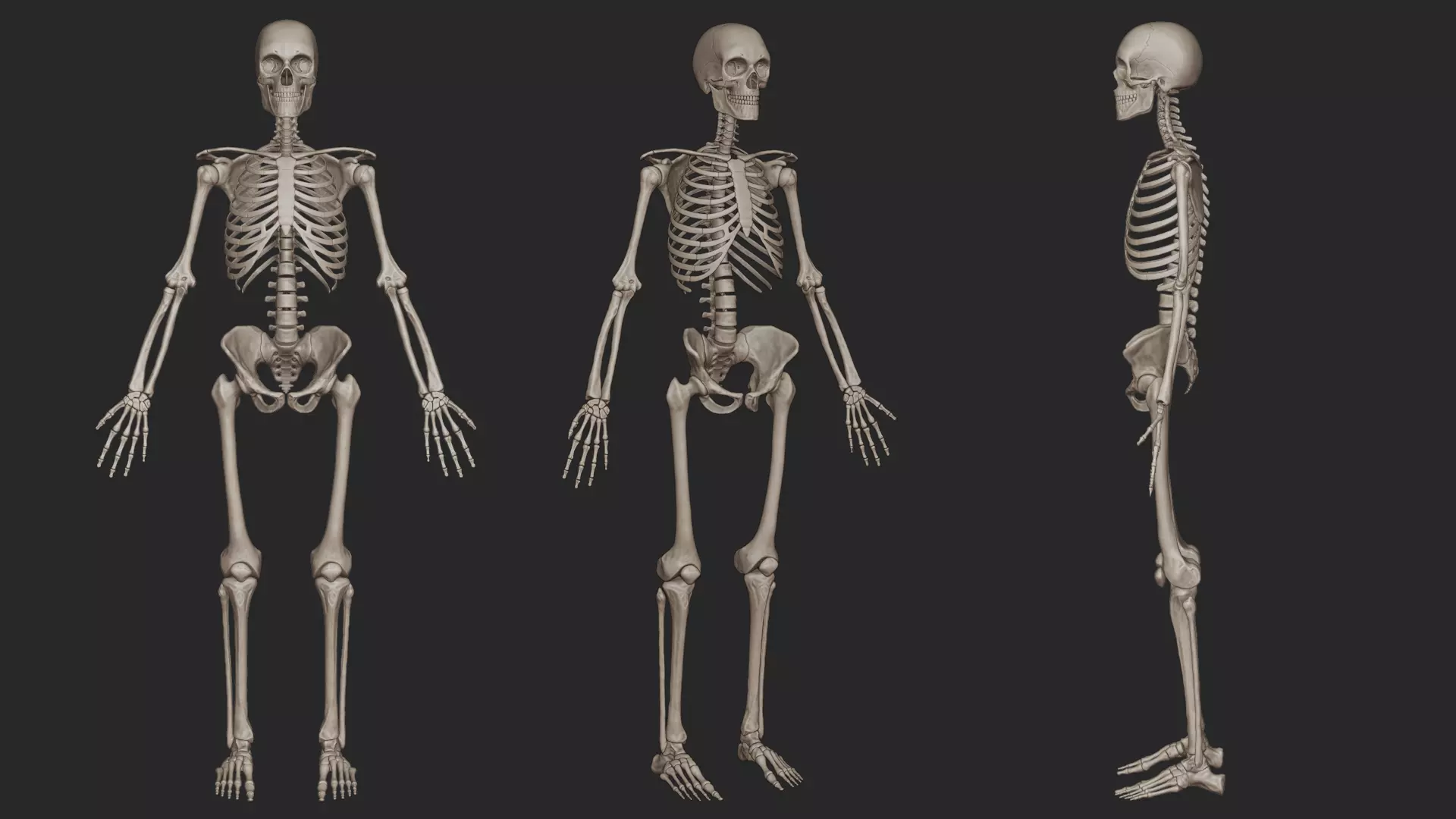 Human Skeletal System High Poly 3D model_0