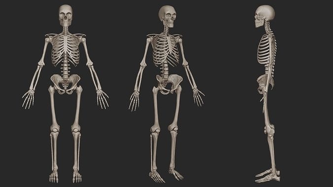 Human Skeletal System High Poly 3D model