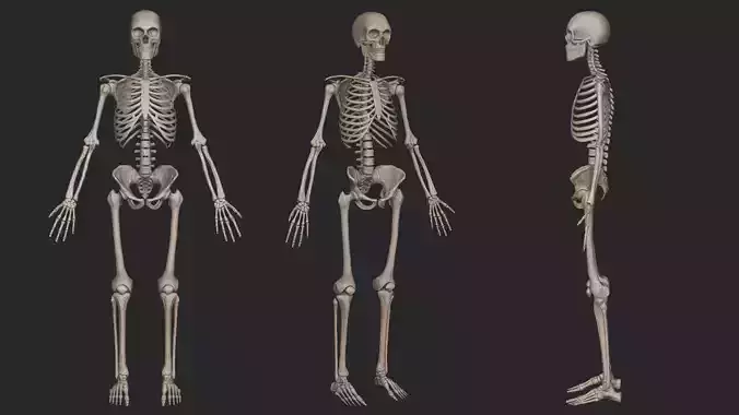 Human Skeletal System High Poly 3D model