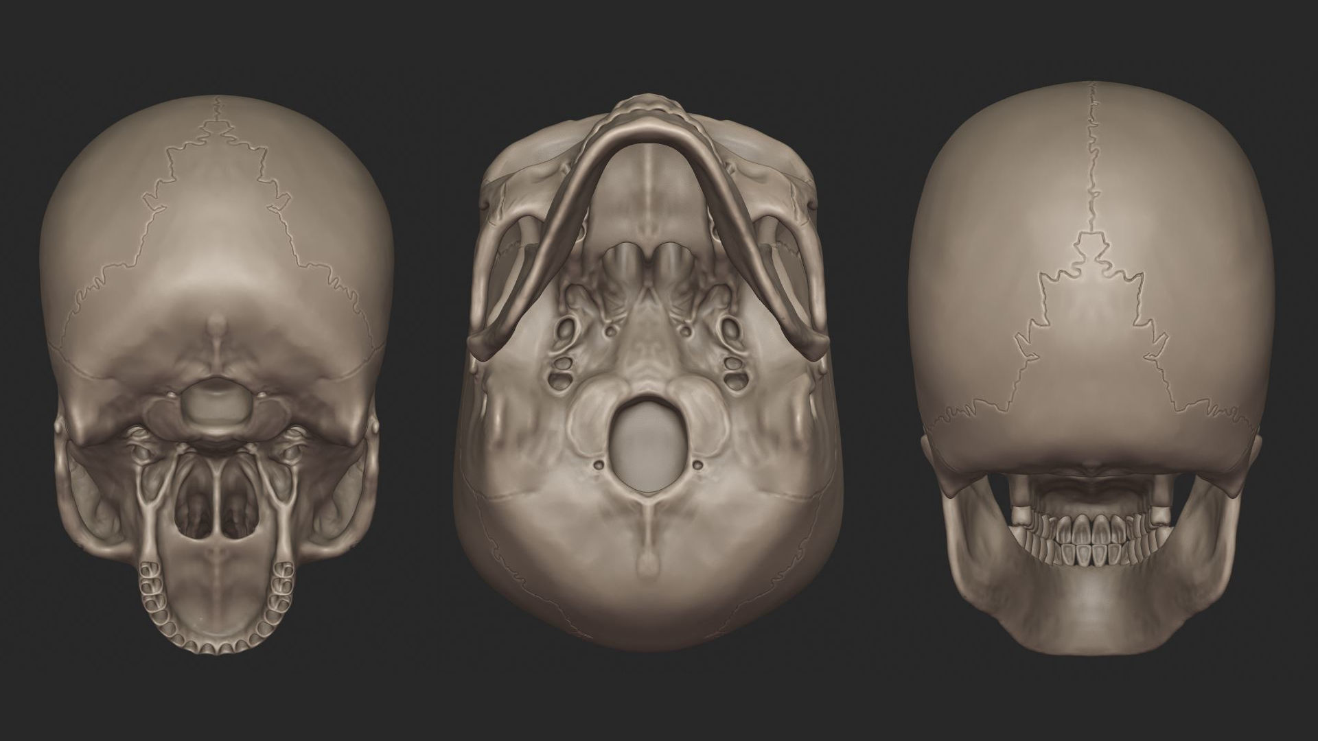 Human Skeletal System High Poly 3D model_15