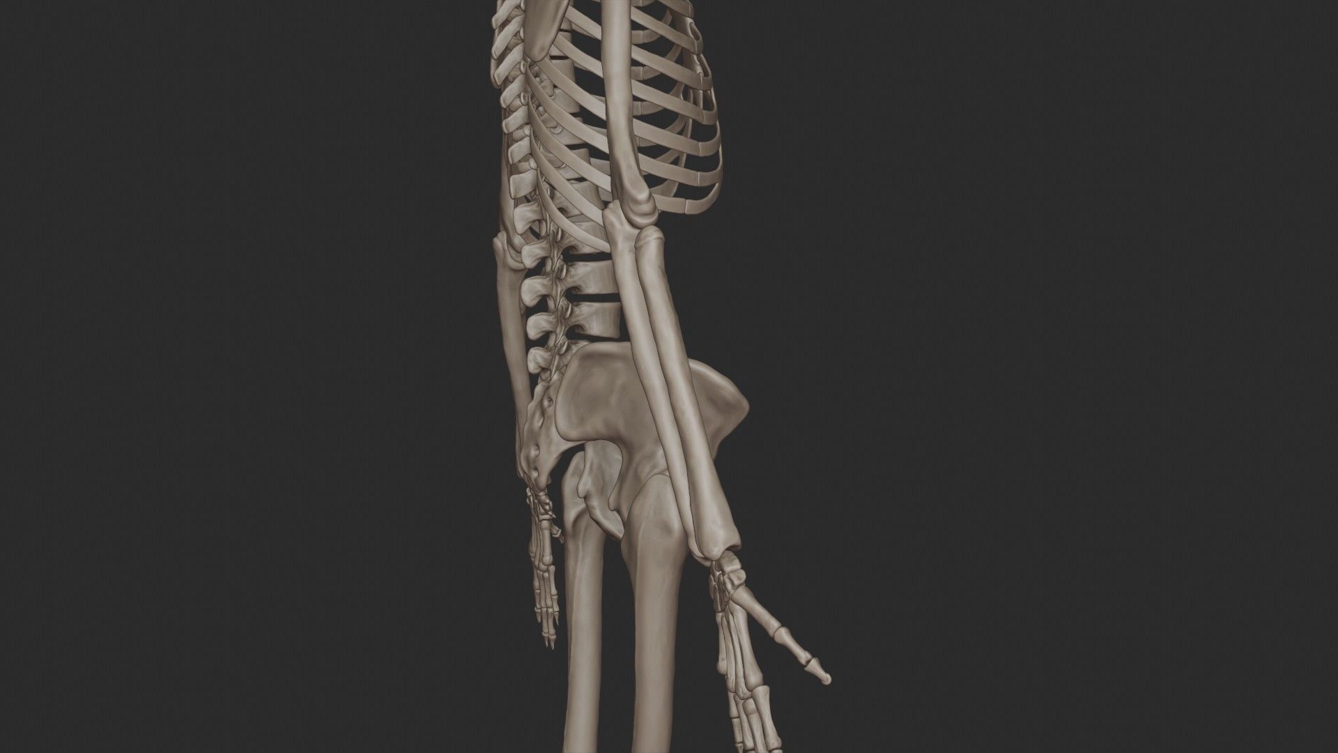 Human Skeletal System High Poly 3D model_27