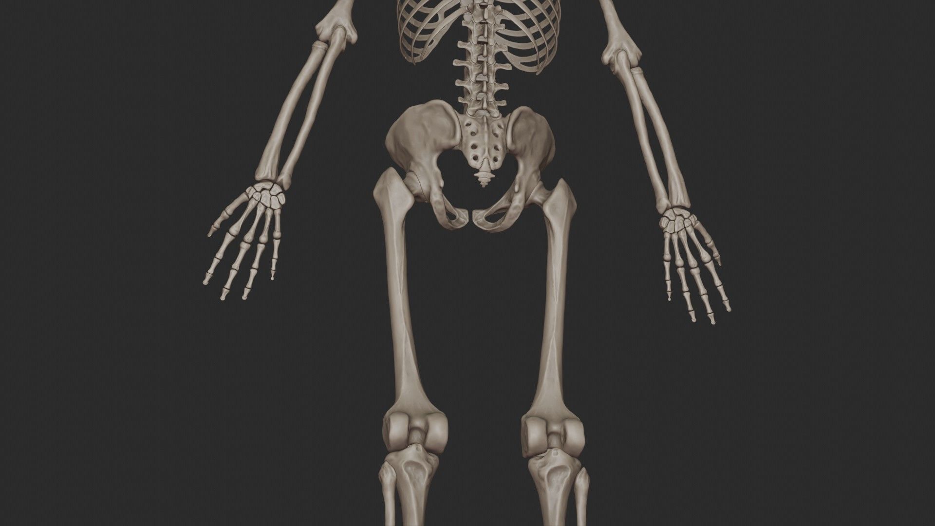 Human Skeletal System High Poly 3D model_28