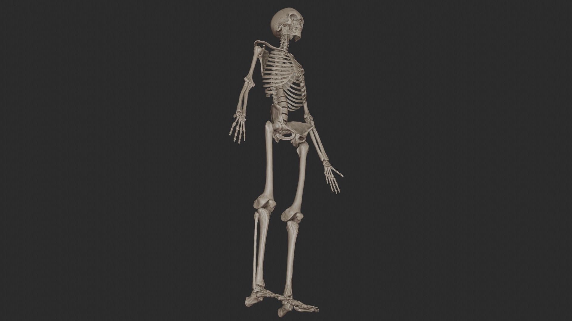Human Skeletal System High Poly 3D model_9