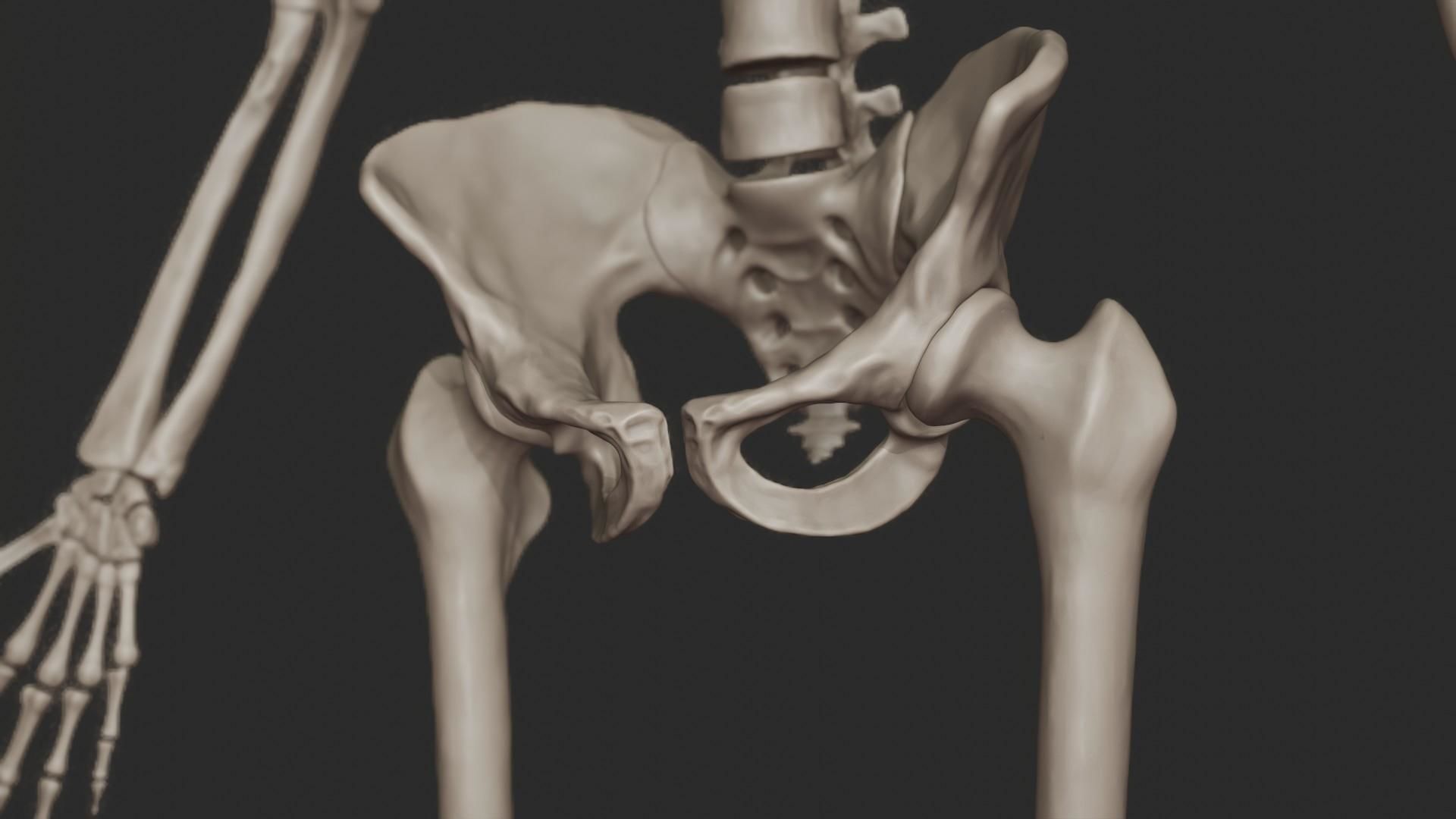 Human Skeletal System High Poly 3D model_24