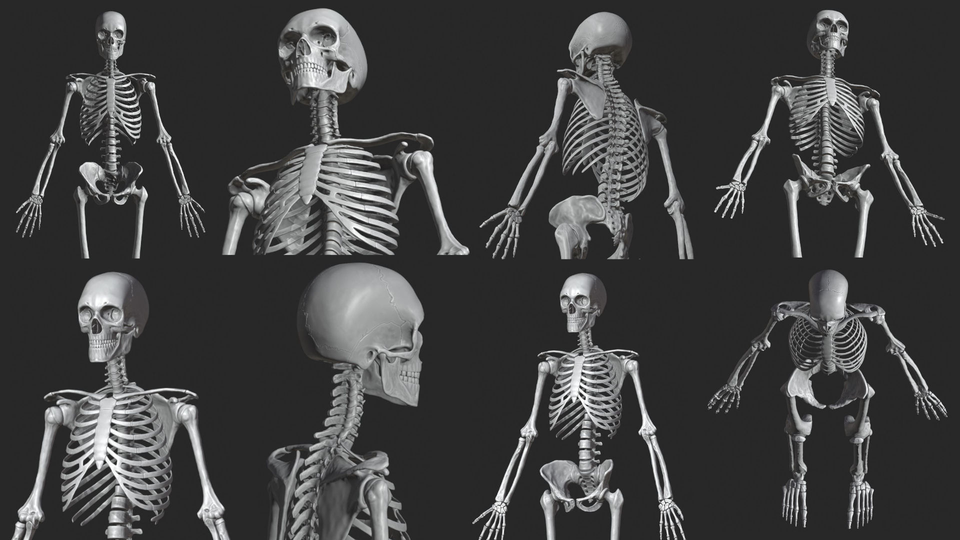 Human Skeletal System High Poly 3D model_5