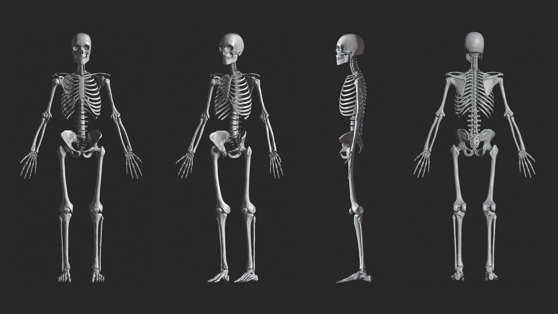 Human Skeletal System High Poly 3D model_4