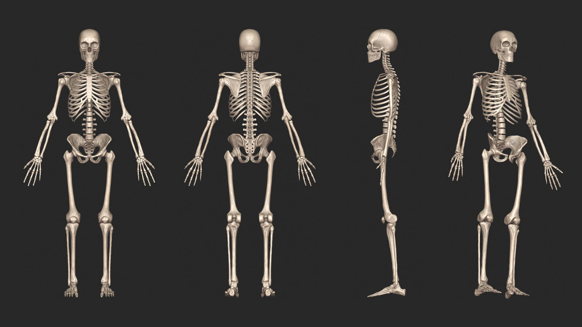 Human Skeletal System High Poly 3D model_3