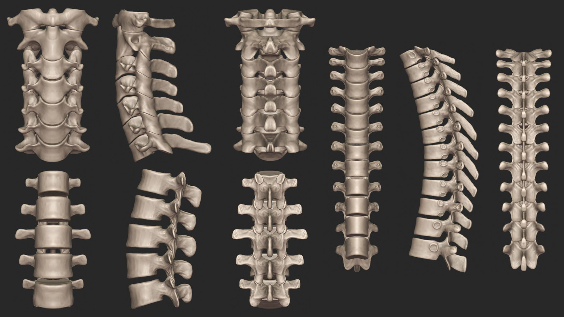 Human Skeletal System High Poly 3D model_18