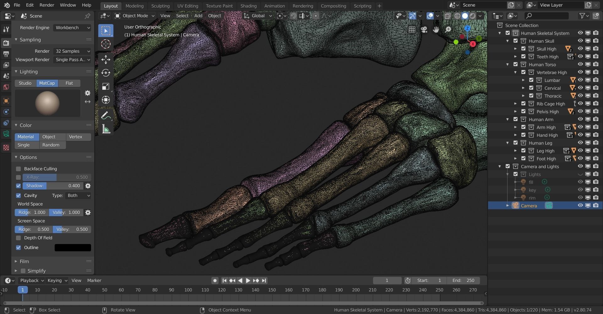 Human Skeletal System High Poly 3D model_37