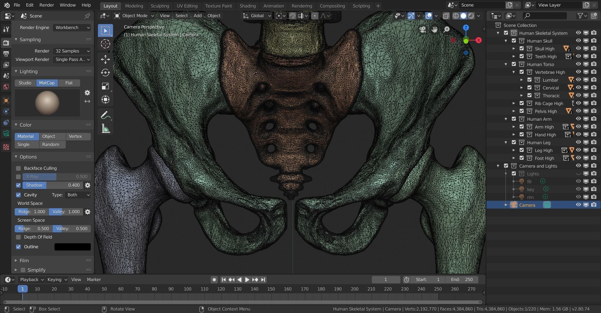 Human Skeletal System High Poly 3D model_36