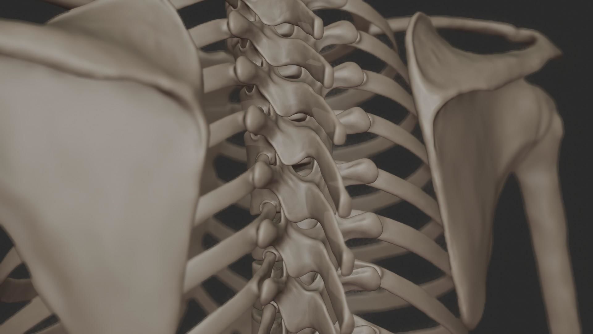 Human Skeletal System High Poly 3D model_21