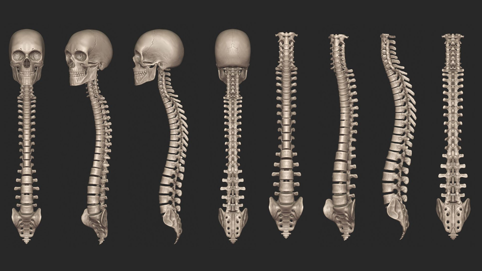 Human Skeletal System High Poly 3D model_17