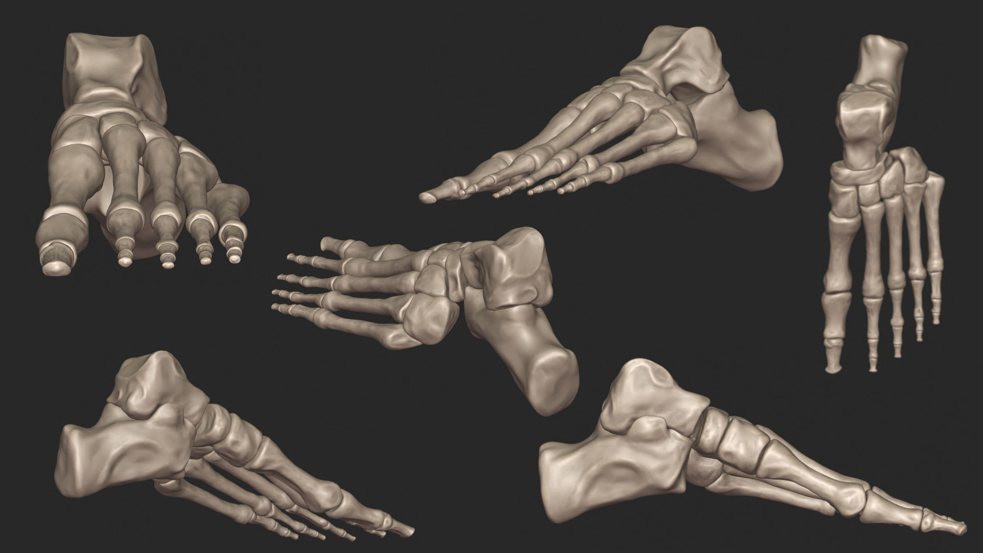 Human Skeletal System High Poly 3D model_29