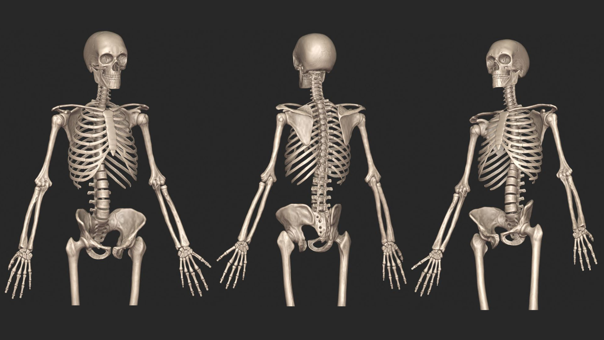 Human Skeletal System High Poly 3D model_6