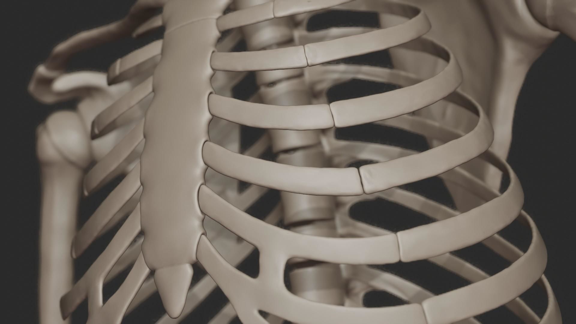 Human Skeletal System High Poly 3D model_20