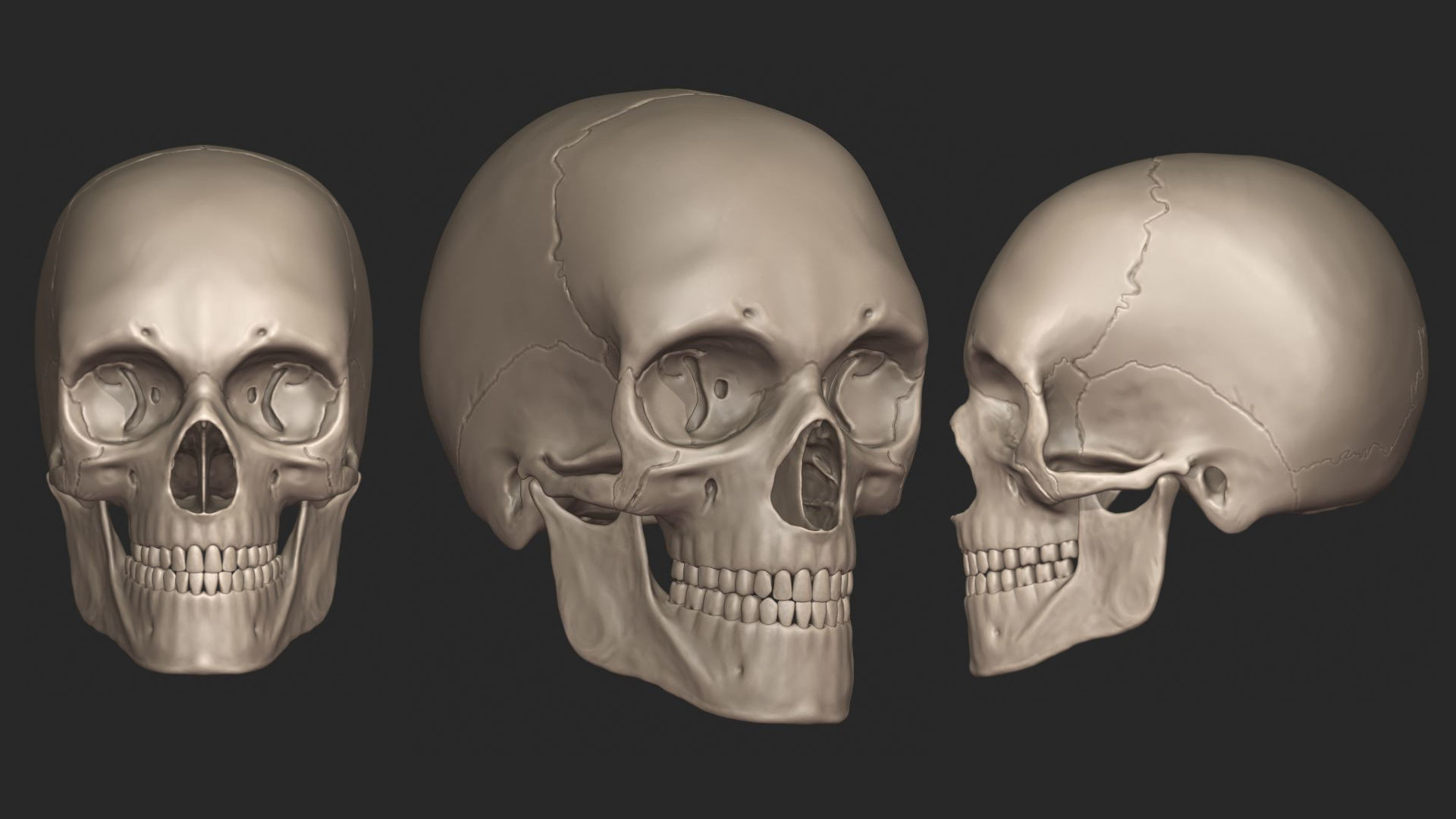 Human Skeletal System High Poly 3D model_13